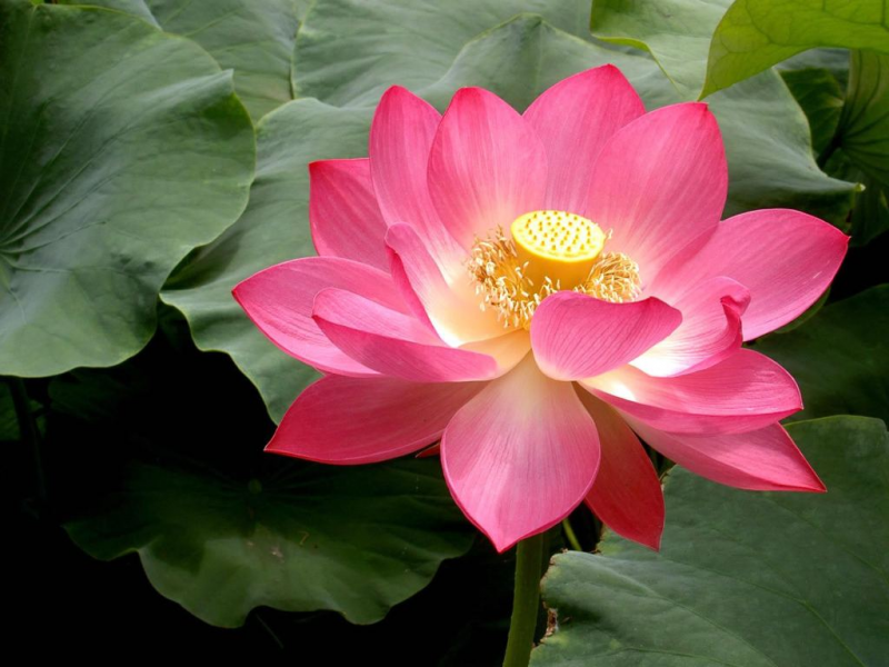 Facts about Lotus Flowers