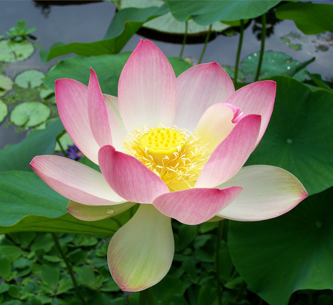 Description Sacred lotus Nelumbo nucifera.jpg