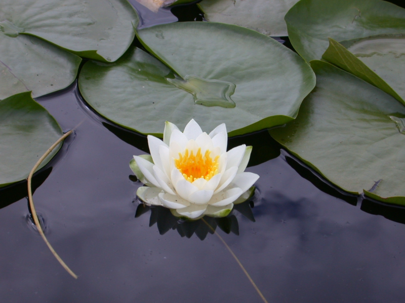 White Lotus (Pundarika)