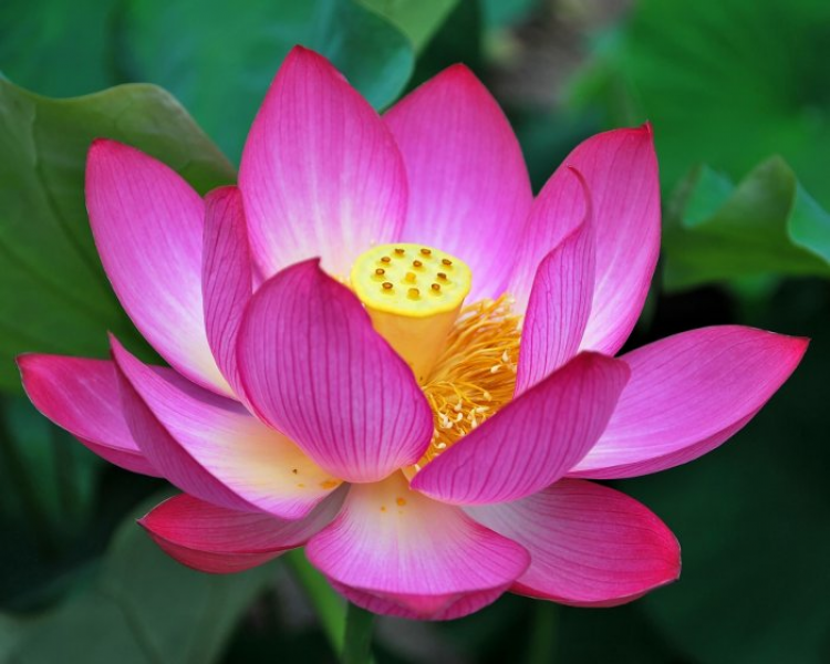 nom commun lotus sacré nom anglais indian lotus nom scientifique ...