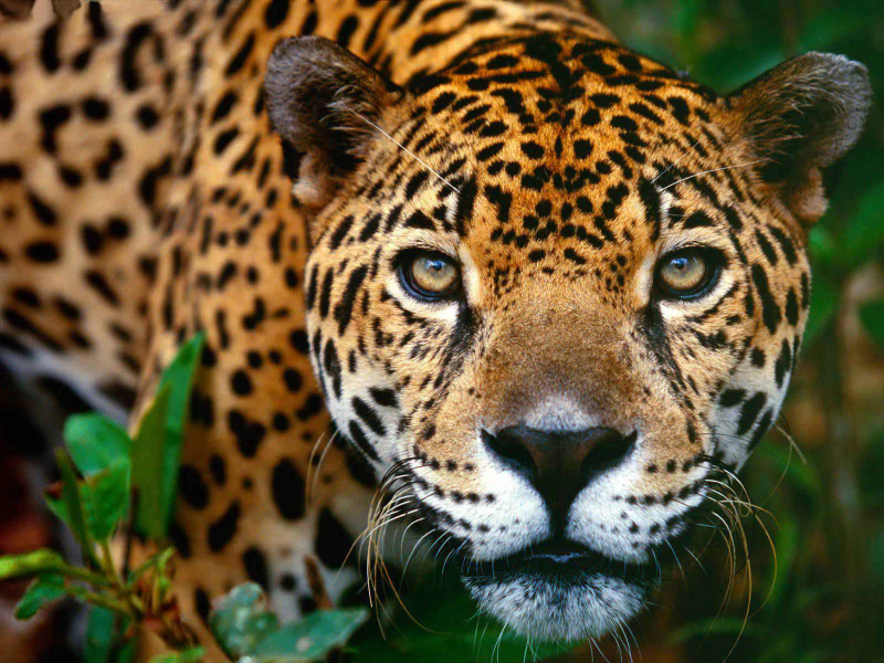 beauty of animals the beauty of the jaguar the jaguar panthera onca is ...