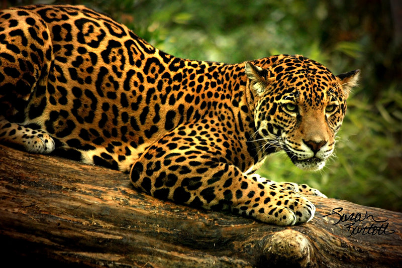 Jaguar is a solitary animal. Other than traveling with its mate.