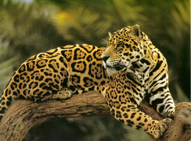 jaguars are actually bigger then leopards adult males range from 150 ...