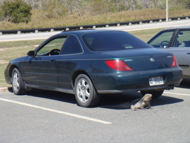 1997 Acura CL 2.2, i kno sum lizards can camouflage, but dont think ...